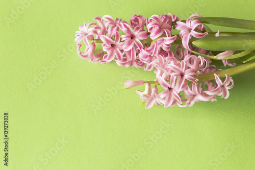 Pink Hyacinths on a Green Background