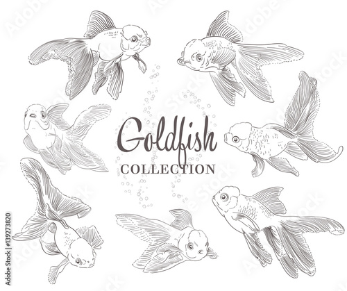 set of hand drawn goldfish on white. vector illustration