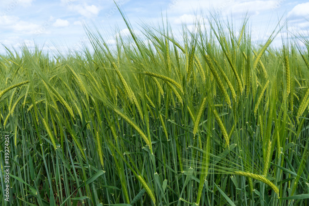 Junge grüne Gerste in Nahaufnahme auf einem Feld Junge grüne Gerste in Nahaufnahme auf einem Feld