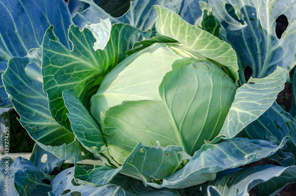 Obraz premium Young Fresh Green Cabbage Head On The Bed. Angle View. Close-Up.