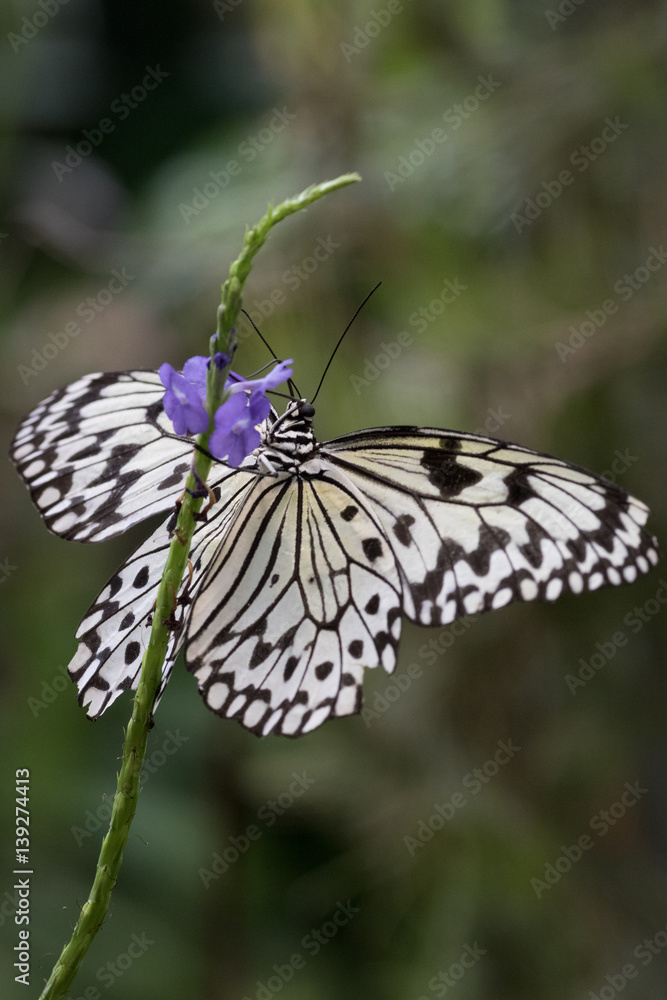 Naklejka premium Skipper Butterfly