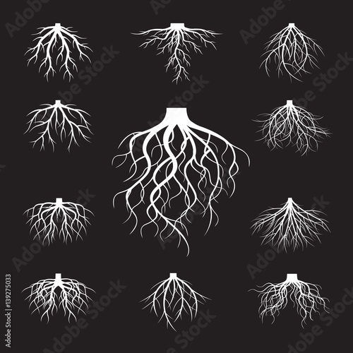Set of White Roots. Vector Illustration.
