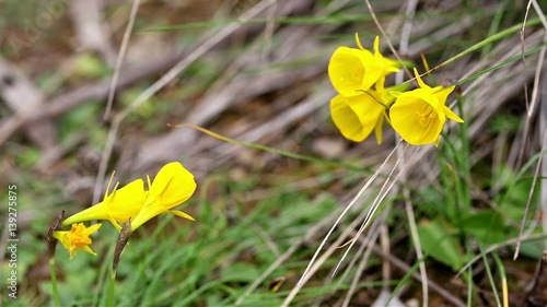 Narcissus bulbocodium (Golden Bells) yellow wild flower in nature photo