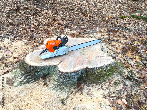 Chainsaw on tree stump