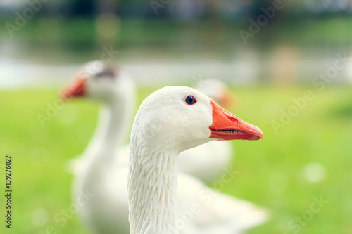 The word duck 