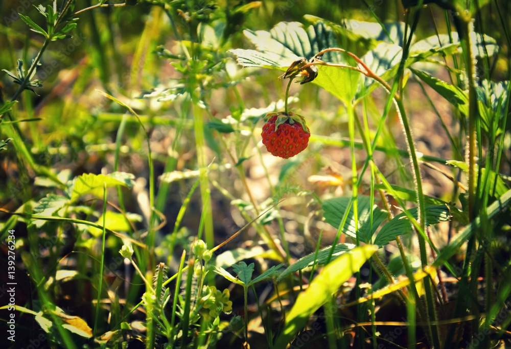 Fototapeta premium growing strawberries