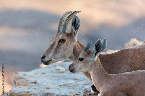 Canvastavla Double portrait of a family nubian ibex with the kid (Capra nubiana) in Mizpe Ra