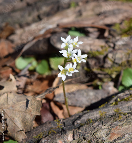 White flowers in Wall Doxey State Park, Mississippi photo