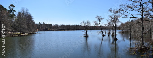 Cypress trees in Spring Lake in Wall Doxey State Park, Mississippi