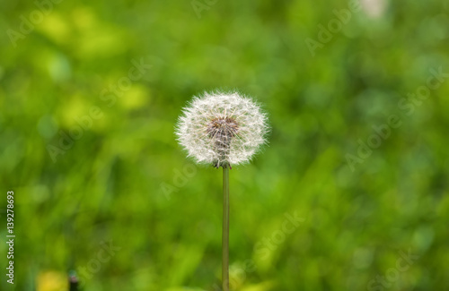 Dandelions flower on green background. Composition of nature