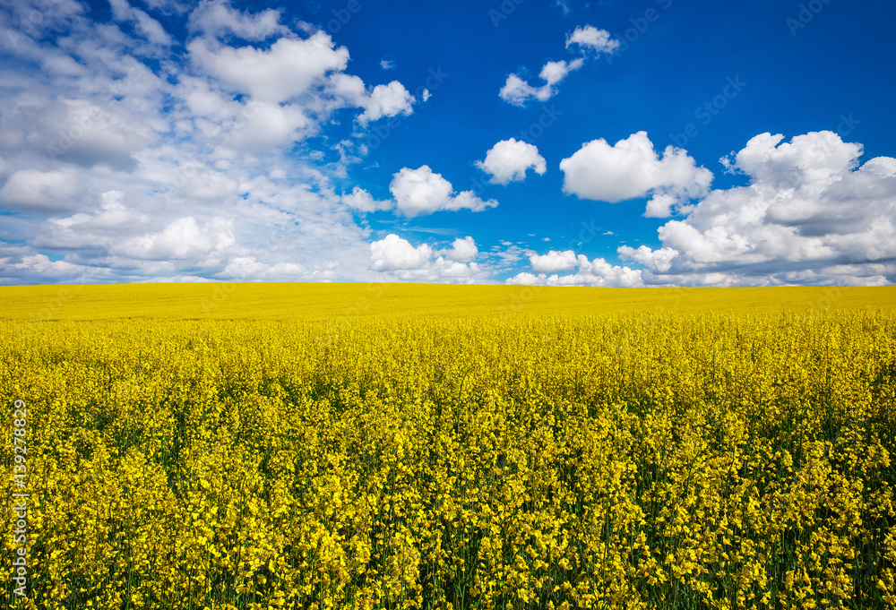 Yellow field rapeseed in bloom with blue sky and white clouds Yellow field rapeseed in bloom with blue sky and white clouds
