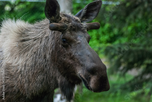 Bull Moose Portrait © Torin