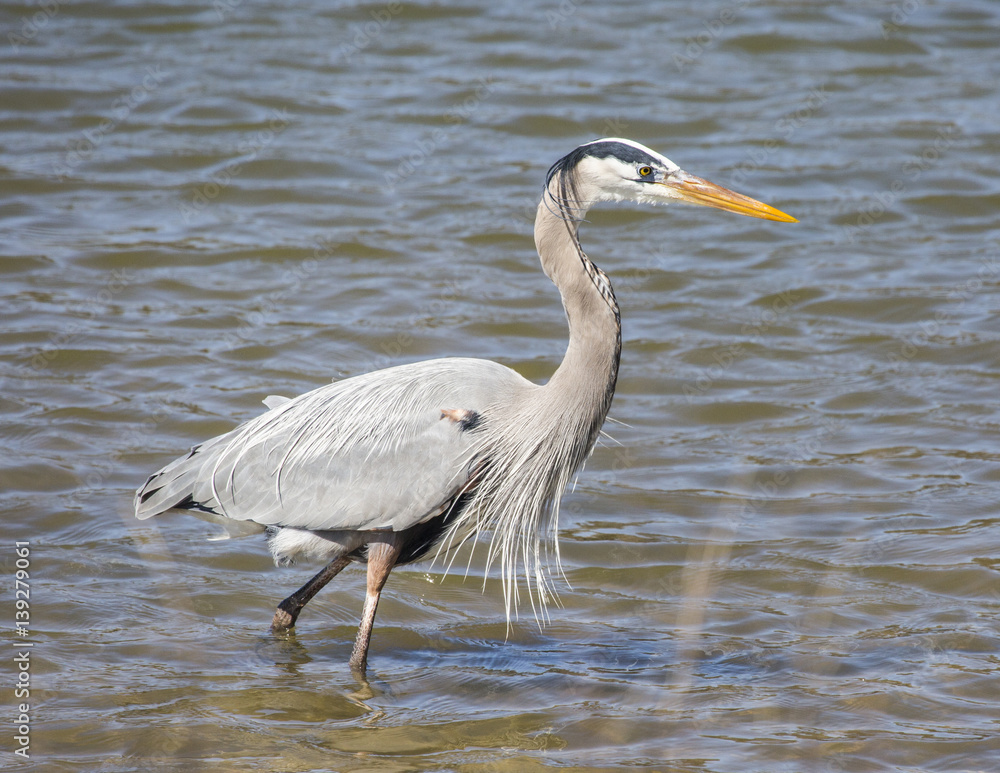 Great Blue Heron Great Blue Heron