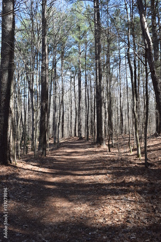 Hiking trail in Wall Doxey State Park  Mississippi