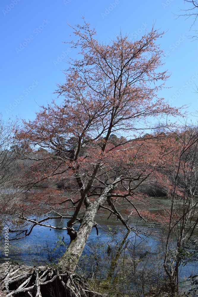 Red maple tree over the water in Wall Doxey State Park, Mississippi Red maple tree over the water in Wall Doxey State Park, Mississippi