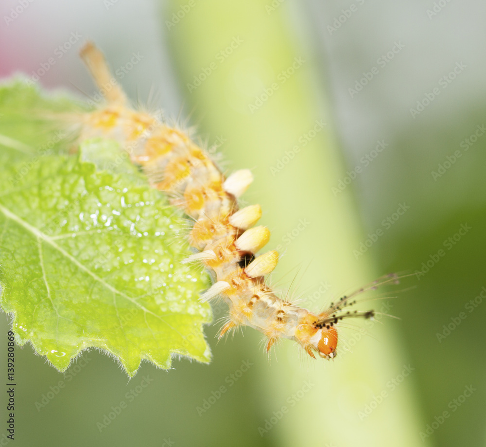 Fototapeta premium Yellow caterpillar on green leaf