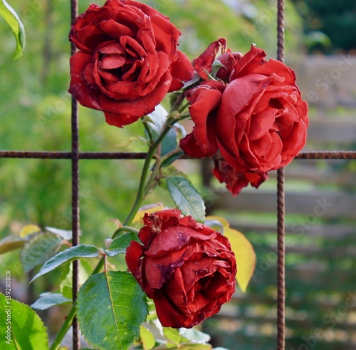 Three red roses
