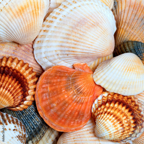 Shells of anadara and scallops
