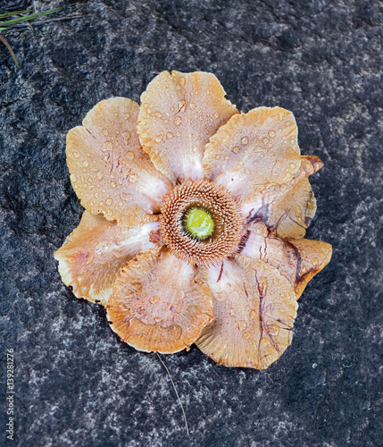 A beautiful flower on a rock by the river in Canaima national park - Venezuela, Latin America photo