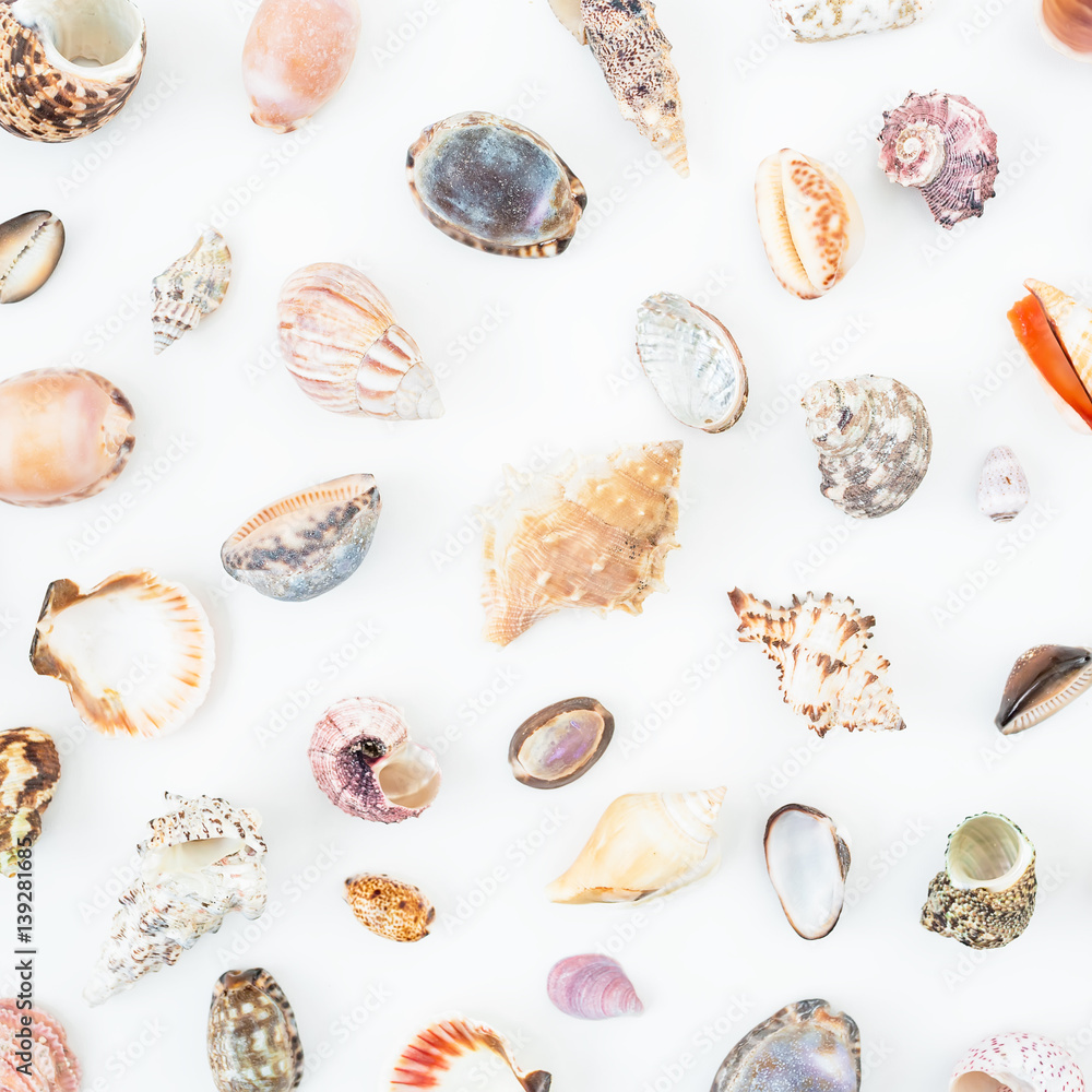 Beautiful ocean shells on white background. Flat lay. Top view. Natural pattern. Beautiful ocean shells on white background. Flat lay. Top view. Natural pattern.