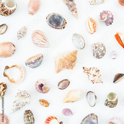 Beautiful ocean shells on white background. Flat lay. Top view. Natural pattern. 