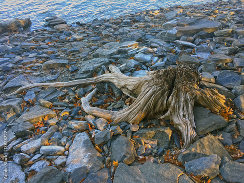 Driftwood on stone shoreline