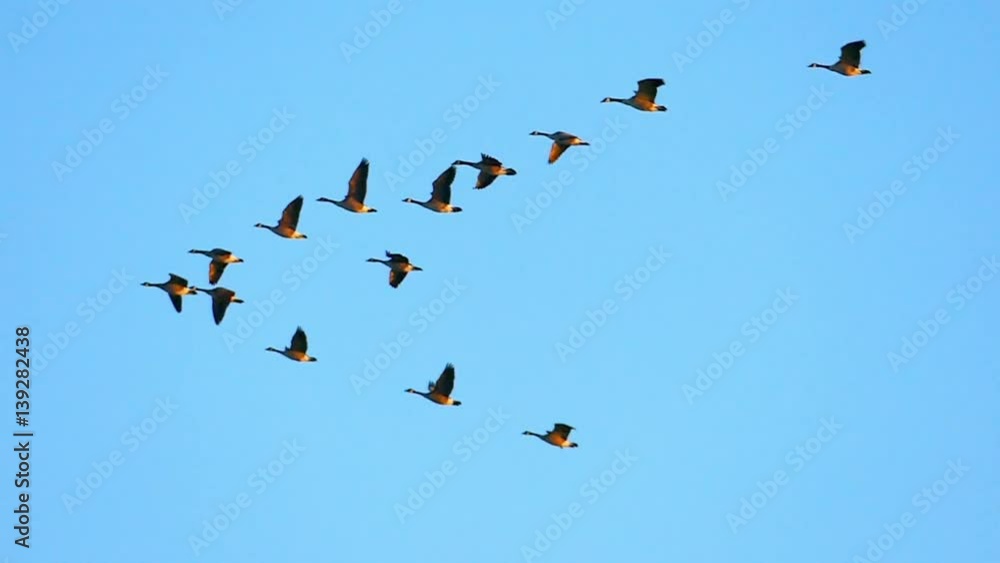 Beautiful, graceful flock of Canadian Geese flying in slow motion.
Beautiful, graceful flock of Canadian Geese flying in slow motion.