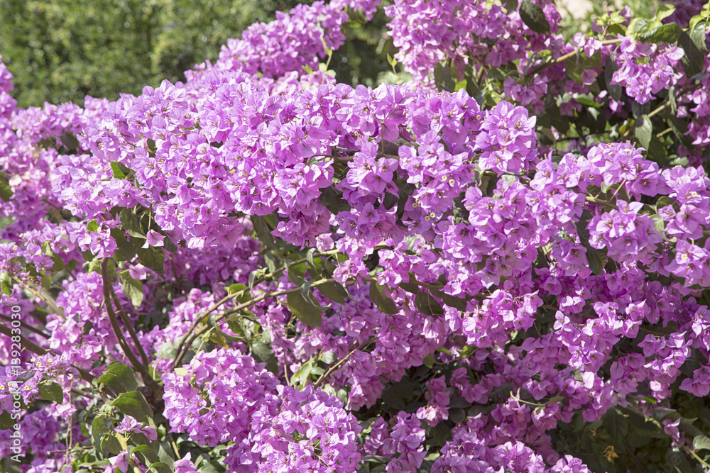 Bougainvillea