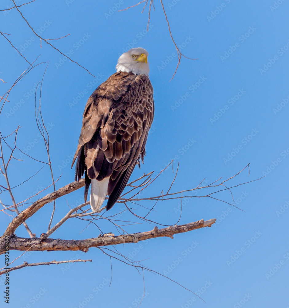 Bald eagle at the Klamath National Wildlife Refuge in northern California Bald eagle at the Klamath National Wildlife Refuge in northern California