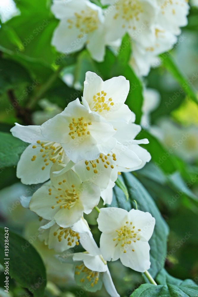 White jasmine flowers White jasmine flowers