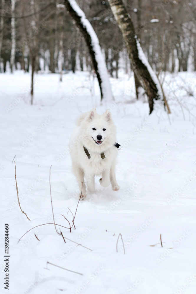 White Siberian Husky run on the snow White Siberian Husky run on the snow
