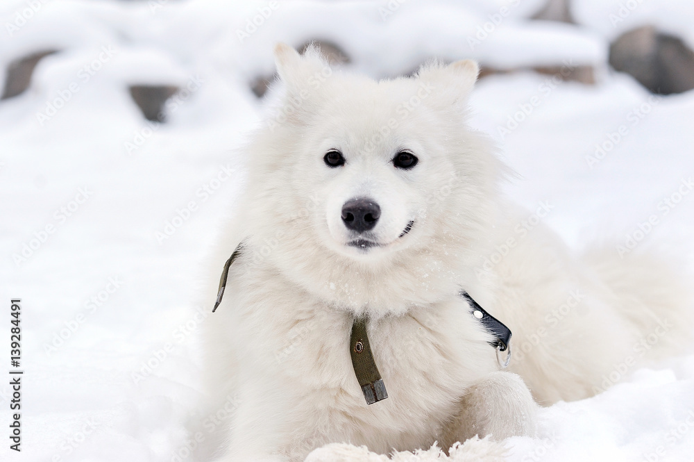 White siberian husky lying down on the snow White siberian husky lying down on the snow