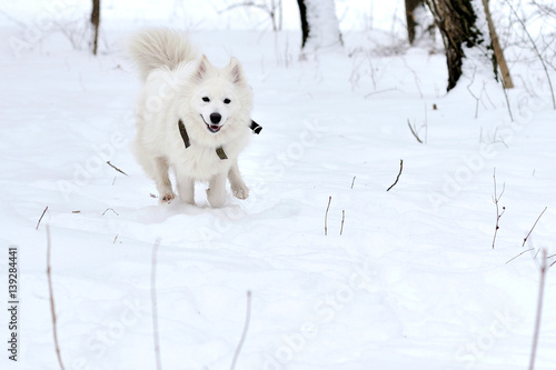 White Siberian Husky run on the snow © pavlobaliukh