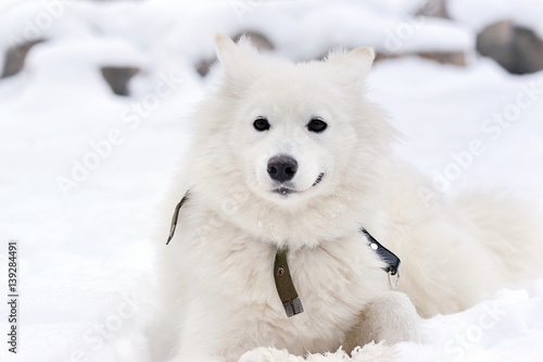 White siberian husky lying down on the snow