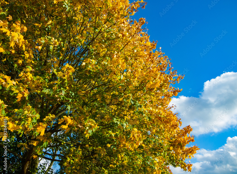 Fototapeta premium Autumn leaves