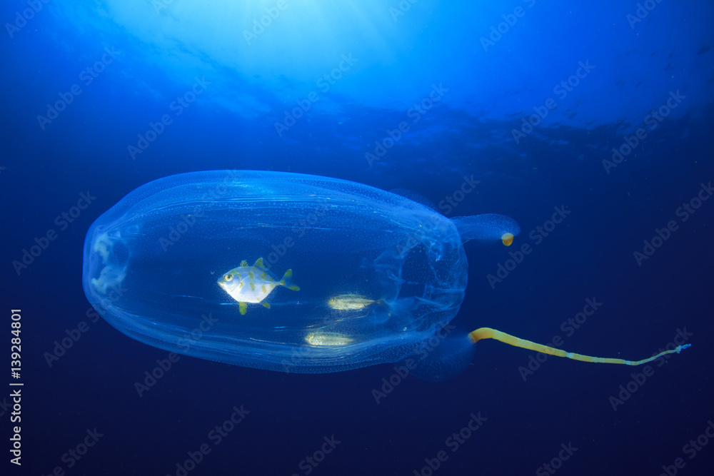 Fototapeta premium Juvenile fish shelter inside salp jellyfish
