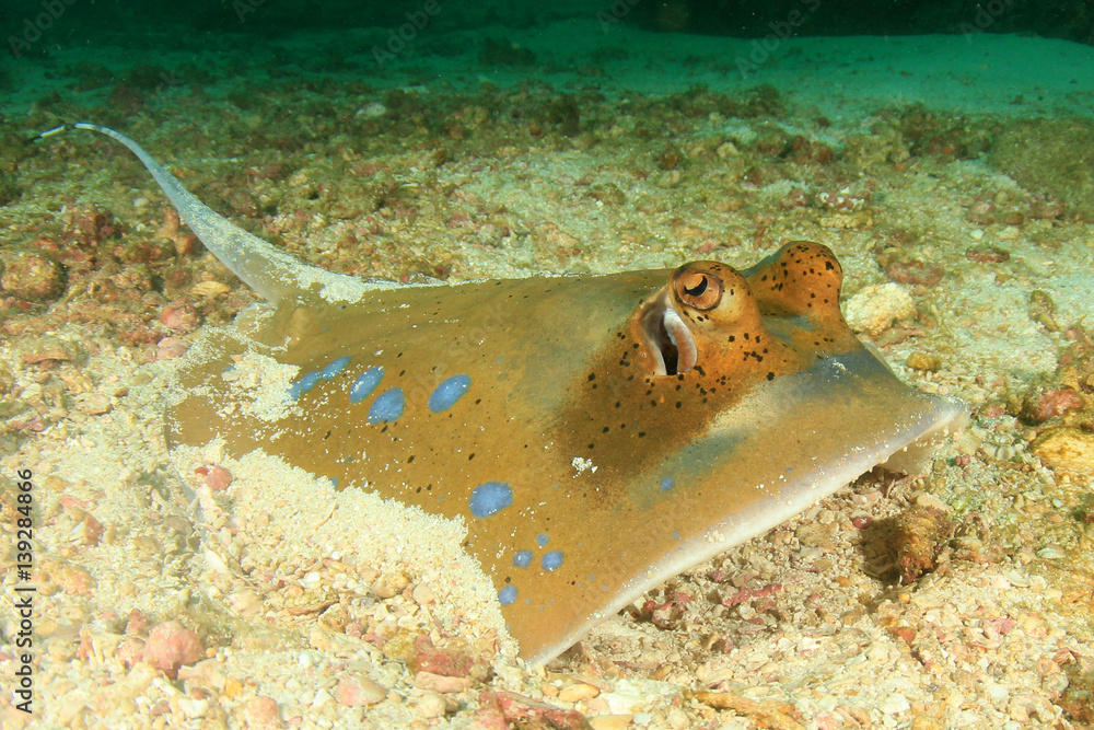 Fototapeta premium Kuhl's Stingray