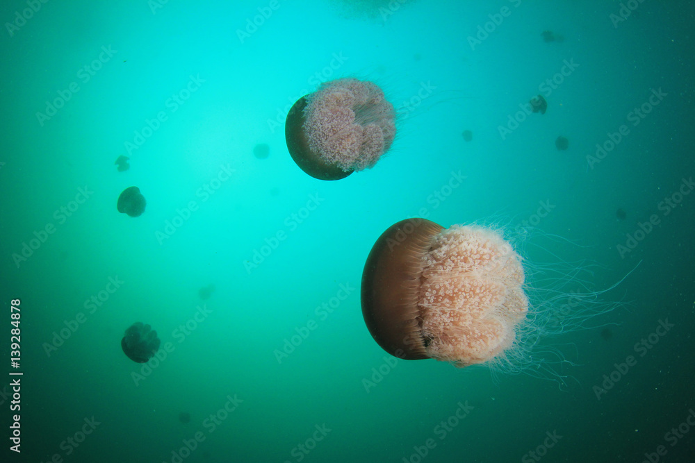 Fototapeta premium Jellyfish jelly fish sea ocean underwater