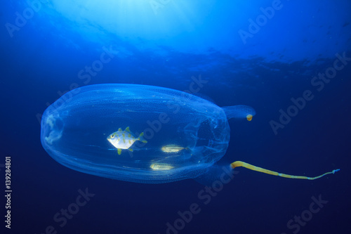Juvenile fish shelter inside salp jellyfish photo