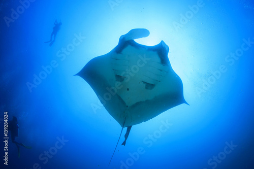 Scuba dive with manta ray © Richard Carey