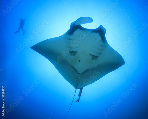 Scuba dive with manta ray © Richard Carey
