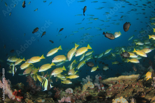 Coral reef underwater. Scuba dive in ocean. Sea fish on colourful reef