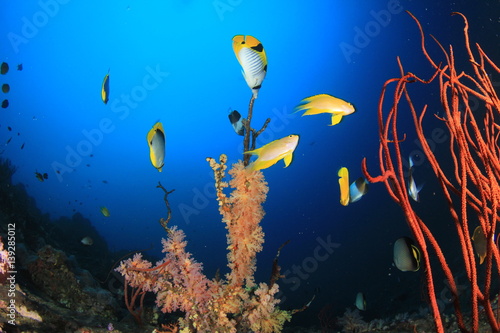Butterflyfish fish coral reef underwater