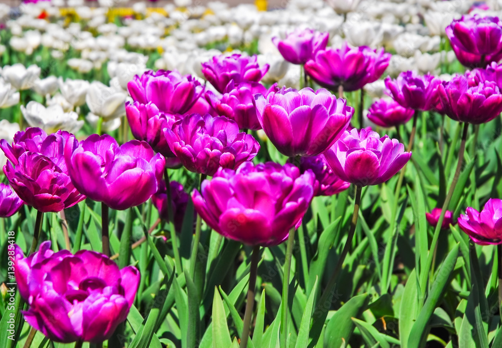 Terry purple and white double tulips. Background Terry purple and white double tulips. Background
