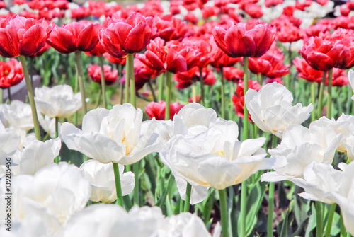 Terry white and crimson tulips. Background