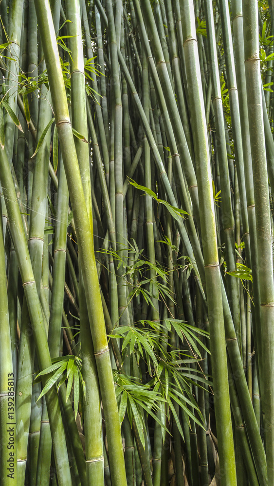 close upp of bamboo stalks at Kanapaha Gardens - Gainesville, Florida close upp of bamboo stalks at Kanapaha Gardens - Gainesville, Florida