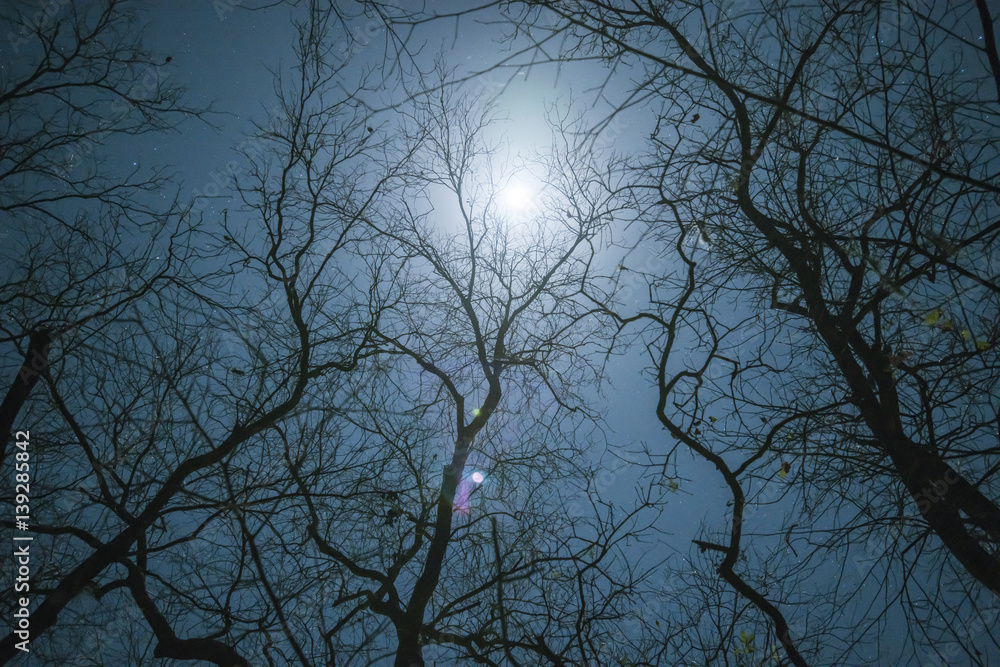 Bare Hickory Trees with moon and stars in winter sky Bare Hickory Trees with moon and stars in winter sky