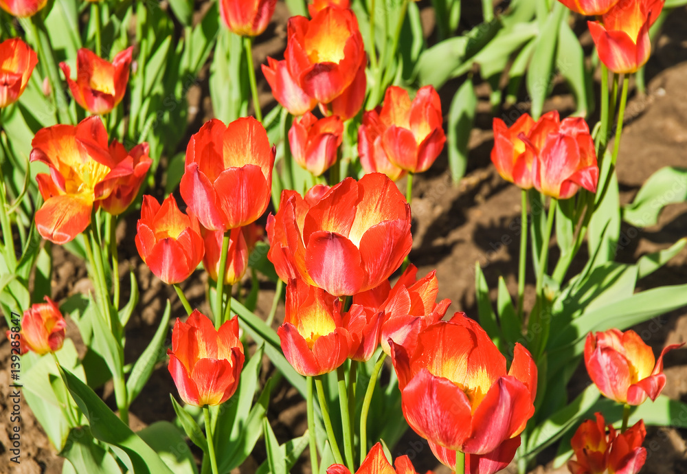 Bright red with a yellow middle flower tulips (Tulipa). The Sort Of 