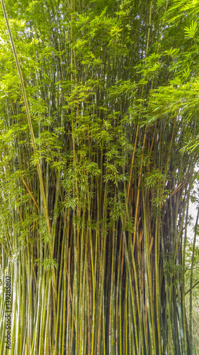 copse of Bamboo trees clump