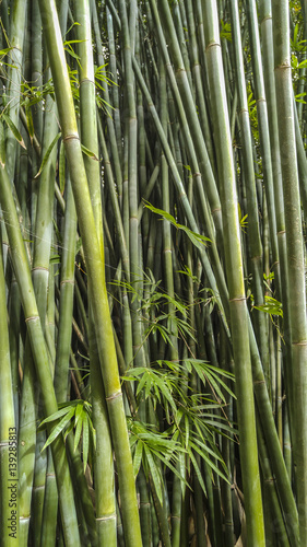close upp of bamboo stalks at Kanapaha Gardens - Gainesville  Florida